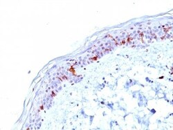 Biotium&nbsp;CD1a(O10), CF640R conjugate, 0.1mg/mL