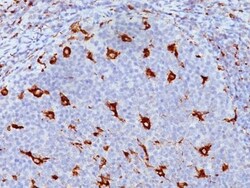 Biotium&nbsp;CD68(KP1), CF405S conjugate, 0.1mg/mL