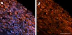Biolegend Purified anti-FAP [A21107A]; Isotype: Rat IgG2b, κ; Reactivity:
