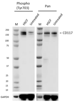 Biolegend Purified anti-CD117 (c-KIT) Phospho (Tyr703) [A22001B]; Isotype: