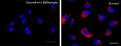 Biolegend Lysosome Probe Deep Red Reactivity: Human, Mouse, Rat, All Species;