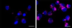 Biolegend Lysosome Probe NIR Reactivity: Human, Mouse, Rat, All Species;