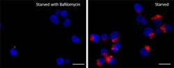 Biolegend&nbsp;Lysosome Probe Red Reactivity: Human, Mouse, Rat, All Species; Apps: LIVE CELL IMAGING, FC; Size: 1 vial