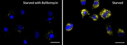 Biolegend Lysosome Probe Orange Reactivity: Human, Mouse, Rat, All Species;