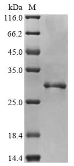 Biomatik Corporation Recombinant Human Apoptosis-associated speck-like