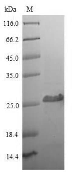 Biomatik Corporation Recombinant Human T-cell surface glycoprotein CD8