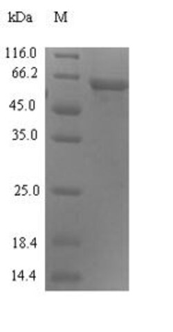 Biomatik Corporation Recombinant Human Syncytin-1 (ERVW-1), partial, Quantity: