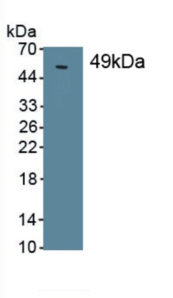 Biomatik Corporation Surfactant Protein C (Sp-C) Monoclonal Antibody, Quantity: