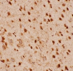 Biomatik Corporation Histamine Polyclonal Antibody