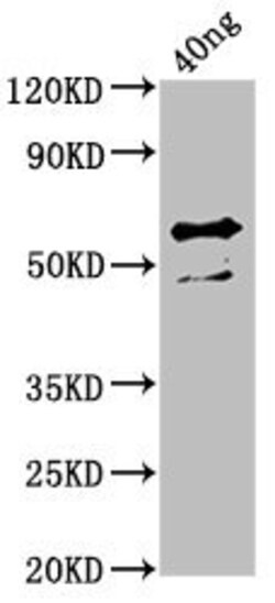 Biomatik Corporation Ompa Polyclonal Antibody, Quantity: Each of 1