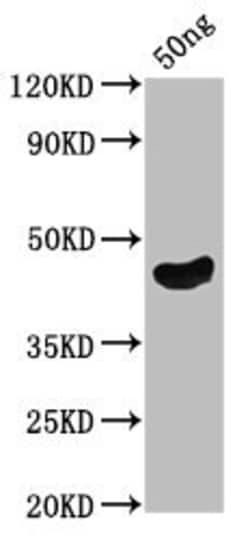 Biomatik Corporation Oprf Polyclonal Antibody, Quantity: Each of 1
