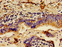 Biomatik Corporation Lct Polyclonal Antibody, Quantity: Each of 1