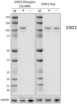 Biolegend Purified anti-STAT2 Phospho (Tyr690) [W21151B]; Isotype: Mouse