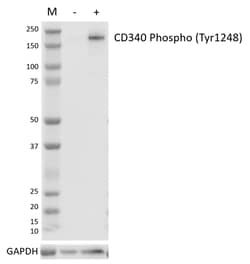 Biolegend Purified anti-CD340 (erbB2/HER-2) Phospho (Tyr1248) [A22018C];