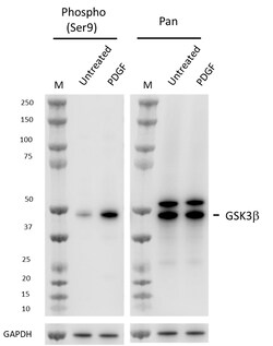 Biolegend&nbsp;Purified anti-GSK3β Phospho (Ser9) [A21018C]; Isotype: Mouse IgG1, κ; Reactivity: Human, Mouse; Apps: WB, ICFC; Size: 25 ug