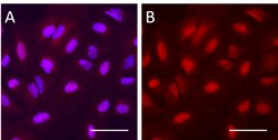 Biolegend Purified anti-JMJD6 [W20240B]; Isotype: Rat IgG2b, κ; Reactivity: