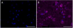 Biolegend Purified anti-RPS27A [A18156E]; Isotype: Mouse IgG2a, κ; Reactivity: