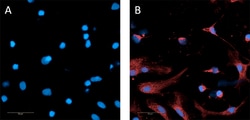 Biolegend Alexa Fluor 647 anti-Oligodendrocyte Marker O1 [O1]; Isotype: