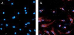 Biolegend Alexa Fluor 594 anti-Oligodendrocyte Marker O1 [O1]; Isotype: