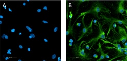 Biolegend Alexa Fluor 488 anti-Oligodendrocyte Marker O1 [O1]; Isotype: