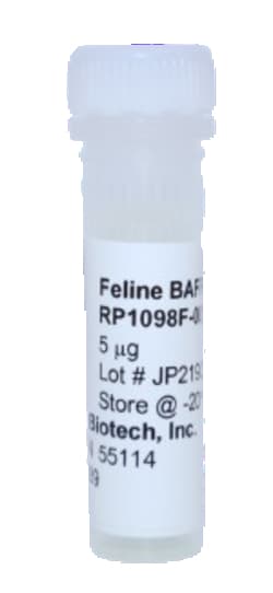 Kingfisher Biotech Inc&nbsp;Feline BAFF  Recombinant Protein (Yeast, Endotoxin - Free) - 5 ug