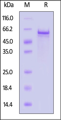 ACROBiosystems AAV2 VP3 Recombinant Protein, Quantity: Each of 1