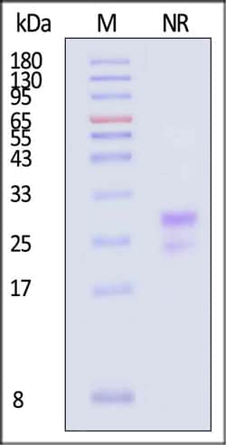 ACROBiosystems Human TSLP 100ug, Quantity: Each of 1