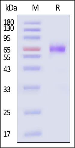 ACROBiosystems Mouse TNFR2 Protein Fc Tag, Quantity: Each of 1