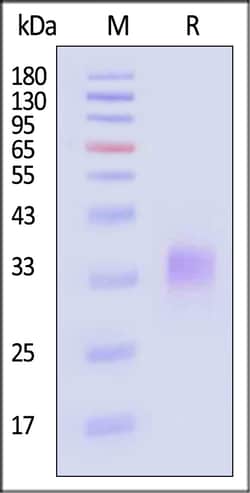 ACROBiosystems Rat TL1A Protein His Tag, Quantity: Each of 1
