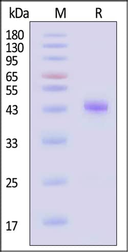 ACROBiosystems Human TGF-beta RI 100ug, Quantity: Each of 1