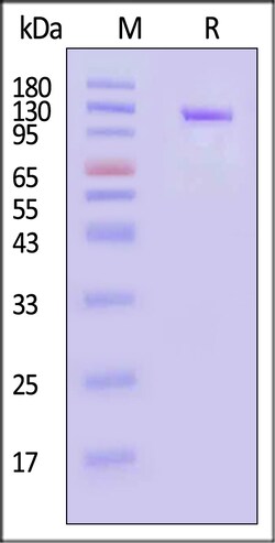ACROBiosystems Human Transferrin R 25ug, Quantity: Each of 1