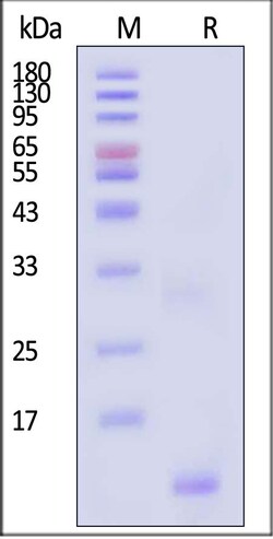 ACROBiosystems Streptavidin 1mg, Quantity: Each of 1