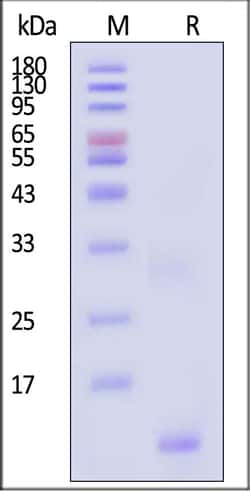 ACROBiosystems Streptavidin 100ug, Quantity: Each of 1