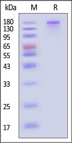ACROBiosystems SARS-CoV-2 Spike protein 25ug, Quantity: Each of 1