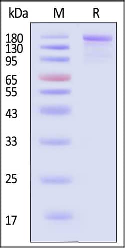 ACROBiosystems SARS-CoV-2 Spike protein 50ug, Quantity: Each of 1