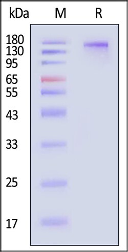 ACROBiosystems SARS-CoV-2 Spike protein 50ug, Quantity: Each of 1