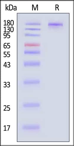 ACROBiosystems SARS-CoV-2 Spike protein 500ug, Quantity: Each of 1