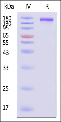 ACROBiosystems SARS-CoV-2 Spike protein 500ug, Quantity: Each of 1