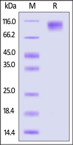 ACROBiosystems Mouse SIRP alpha 25ug, Quantity: Each of 1