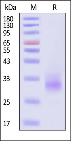 ACROBiosystems Human SCF His Tag, Quantity: Each of 1