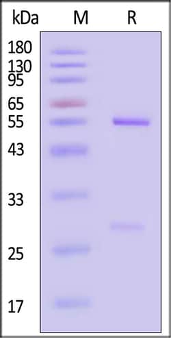 ACROBiosystems Human RSV-post-F0 100ug, Quantity: Each of 1