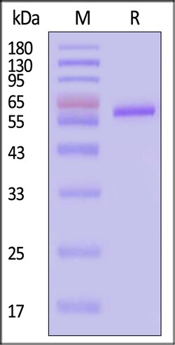 ACROBiosystems HRSV B Pre-fusion glycoprote, Quantity: Each of 1