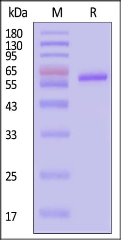 ACROBiosystems HRSV B Pre-fusion glycoprote, Quantity: Each of 1