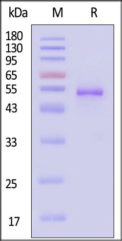 ACROBiosystems Human metapneumovirus Post-fus, Quantity: Each of 1