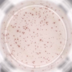 ACROBiosystems Mouse TNF-alpha ELISPOT Kit, Quantity: Each of 1