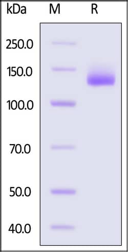 ACROBiosystems Mouse PTK7 Protein Fc Tag, Quantity: Each of 1