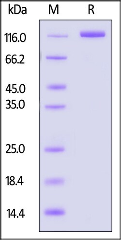 ACROBiosystems Mouse PSMA Protein Fc Tag, Quantity: Each of 1