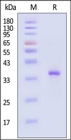 ACROBiosystems&nbsp;PNGase F 500U/ul