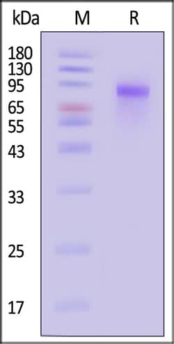 ACROBiosystems Human Progranulin 100ug, Quantity: Each of 1