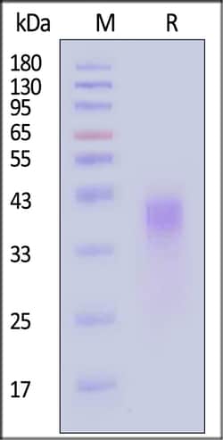 ACROBiosystems Mouse PD-1 Protein HisAvitag, Quantity: Each of 1